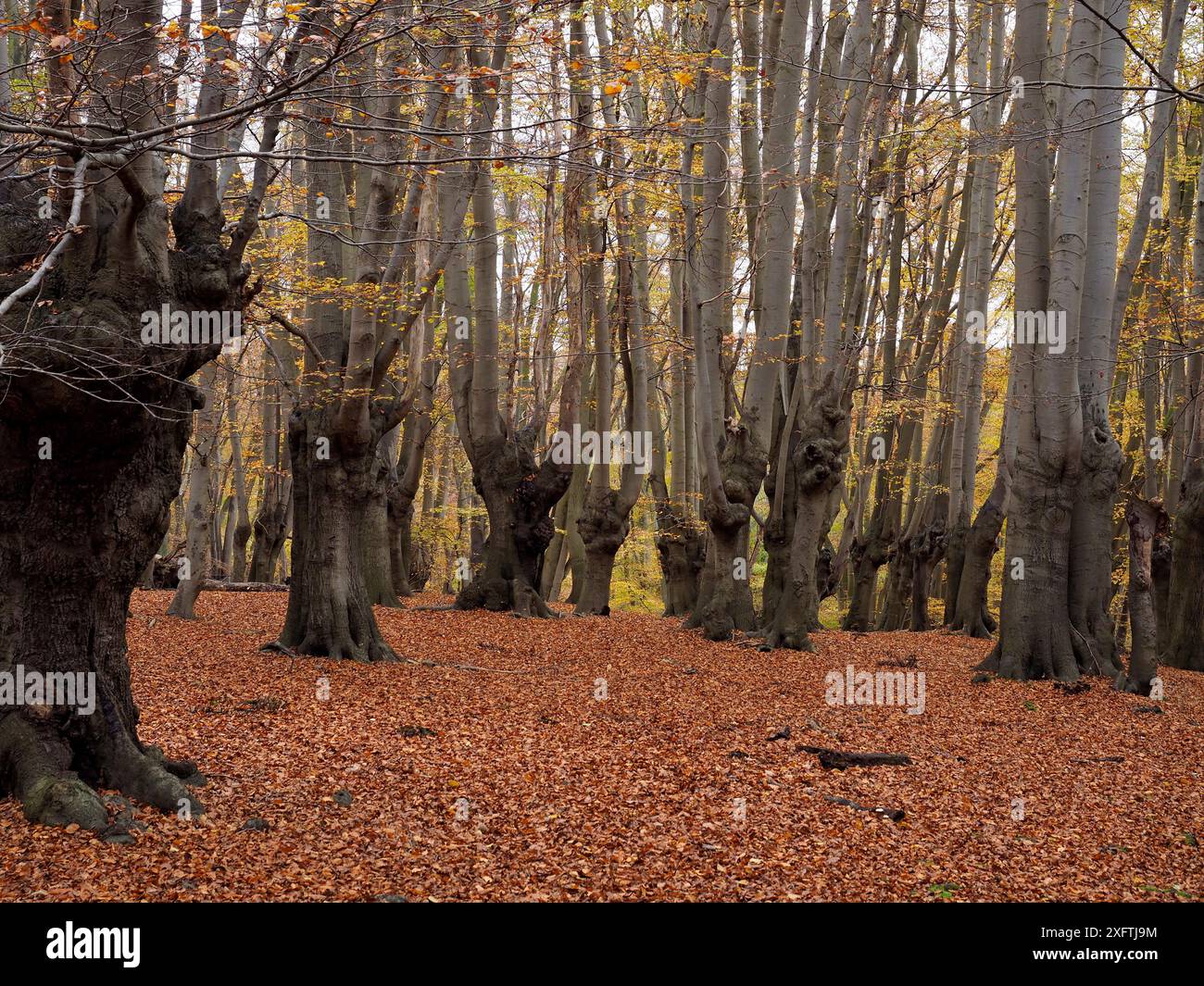 Buchenwald (Fagus sylvatica) alte Pollarden, Epping Forest, Essex, England, Vereinigtes Königreich, November Stockfoto