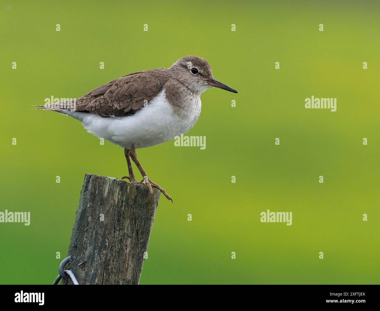 Sandpiper (Actitis hypoleucos) auf dem Zaunpfosten, Upper Teesdale, Co Durham, England, Vereinigtes Königreich, Juni Stockfoto