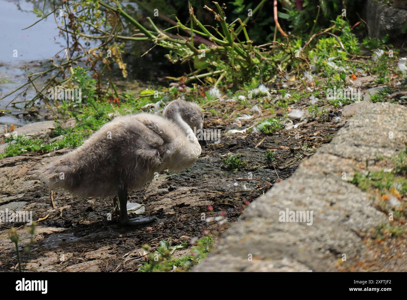 Chichester Canal, West Sussex, England. 27. Juni 2024. Nahaufnahme eines jungen Schwans, cygnet, der neben dem Kanal precht. Stockfoto