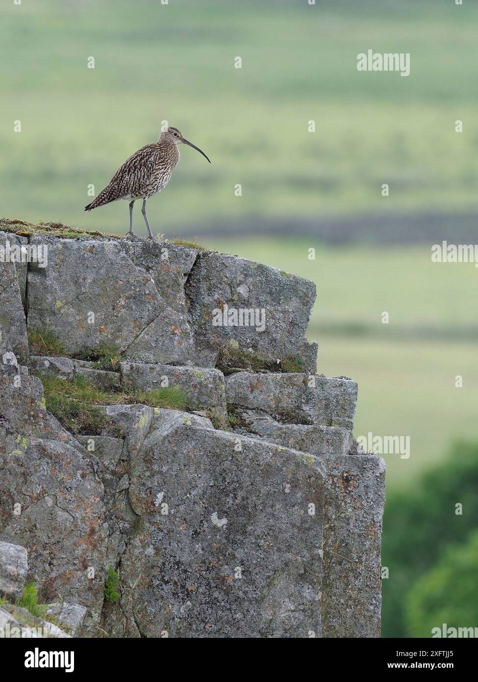 Curlew (Numenius arquata) auf der Spitze der Klippe, Upper Teesdale, Co Durham, England, Vereinigtes Königreich, Juni Stockfoto
