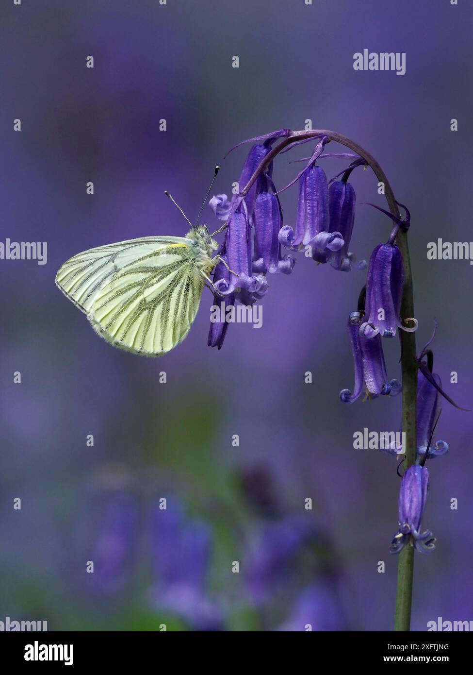 Grüner geäderter weißer Schmetterling (Pieris napi) auf Bluebell Flower, Cambridgeshire, England, Großbritannien, April Stockfoto