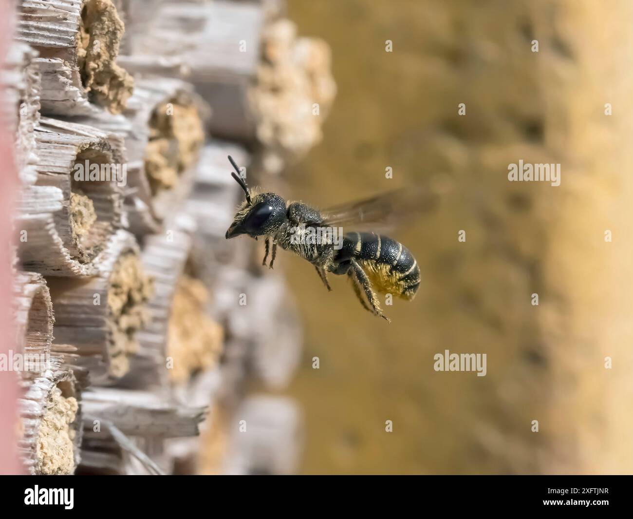 Resin Bee (Heriades truncorum) im Flug nähert sich dem Gartenbienenhotel die markante gelbe Pollenbürste ist deutlich sichtbar, Hertfordshire, England, Großbritannien, Juni Stockfoto