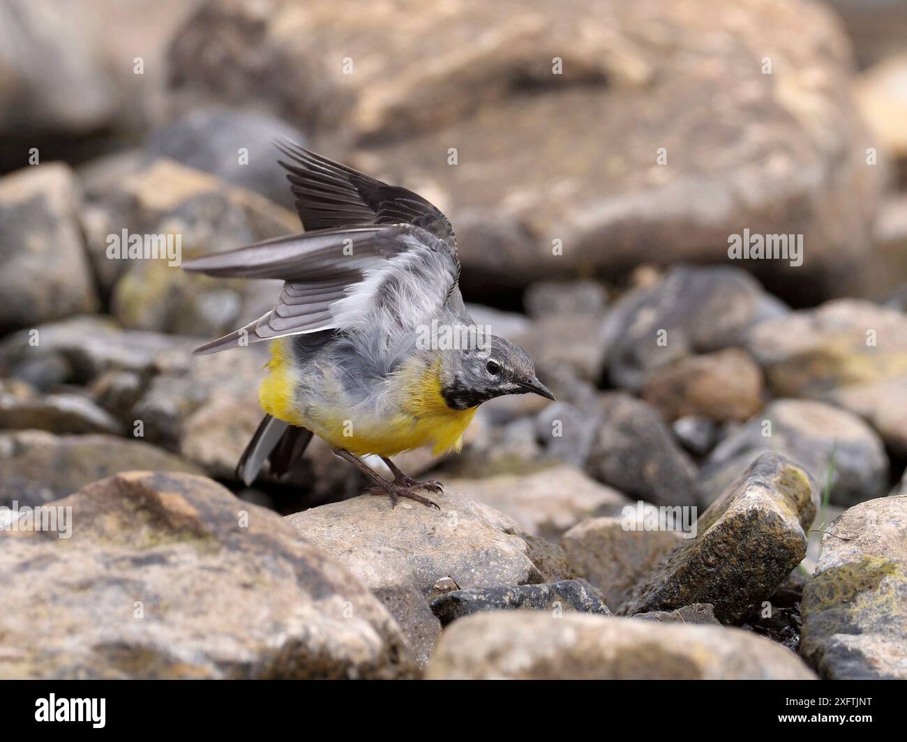 Graue Bachstelze (Motacilla cinerea), männlich dehnend, Upper Teesdale, Co Durham, England, Vereinigtes Königreich, Juni Stockfoto