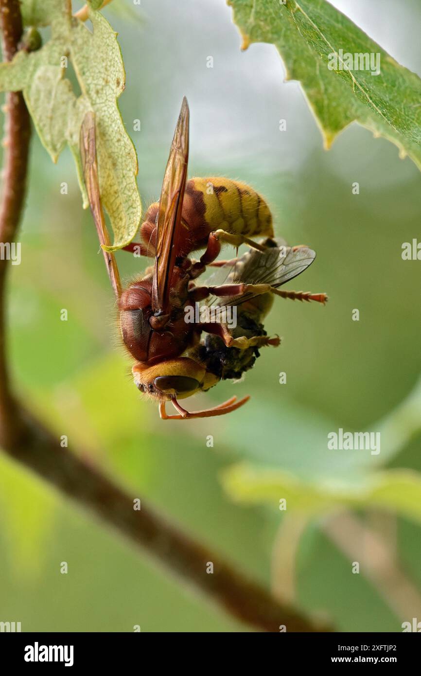 Hornet (Vespa crabro) hängt an einem Bein, während er Beute entgliedert, Buckinghamshire, England, Großbritannien, Juli Stockfoto