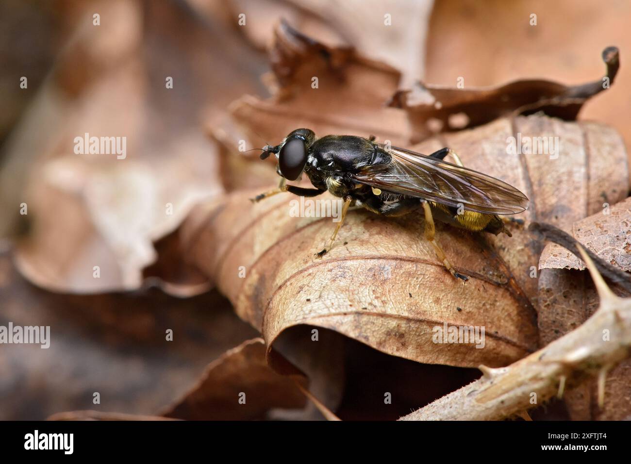 Hoverfly (Xylota sylvarum) ruht auf totem Blatt, Bedfordshire, England, Großbritannien, Juni Stockfoto