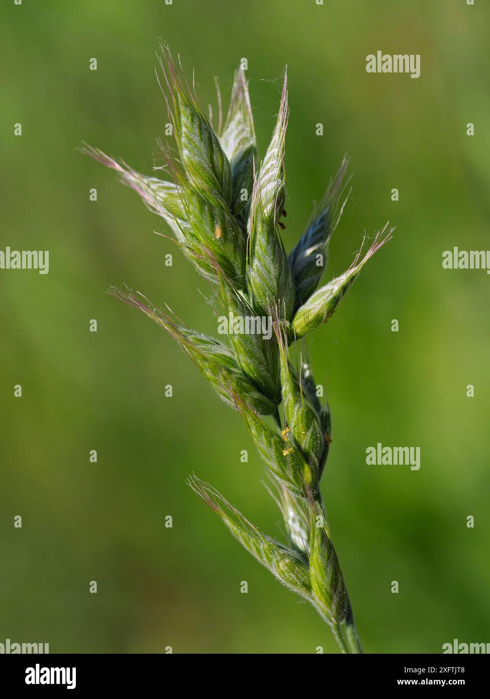 Brome (Bromus Interruptus) sehr seltenes Gras, das im Vereinigten Königreich endemisch ist und 1972 die erste endemische Pflanze in der Wildnis in Großbritannien ausstarb, ist es nun die erste ausgestorbene Pflanze, die wieder in die Wildnis eingeführt wurde, Hertfordshire, England, Großbritannien, Mai Stockfoto