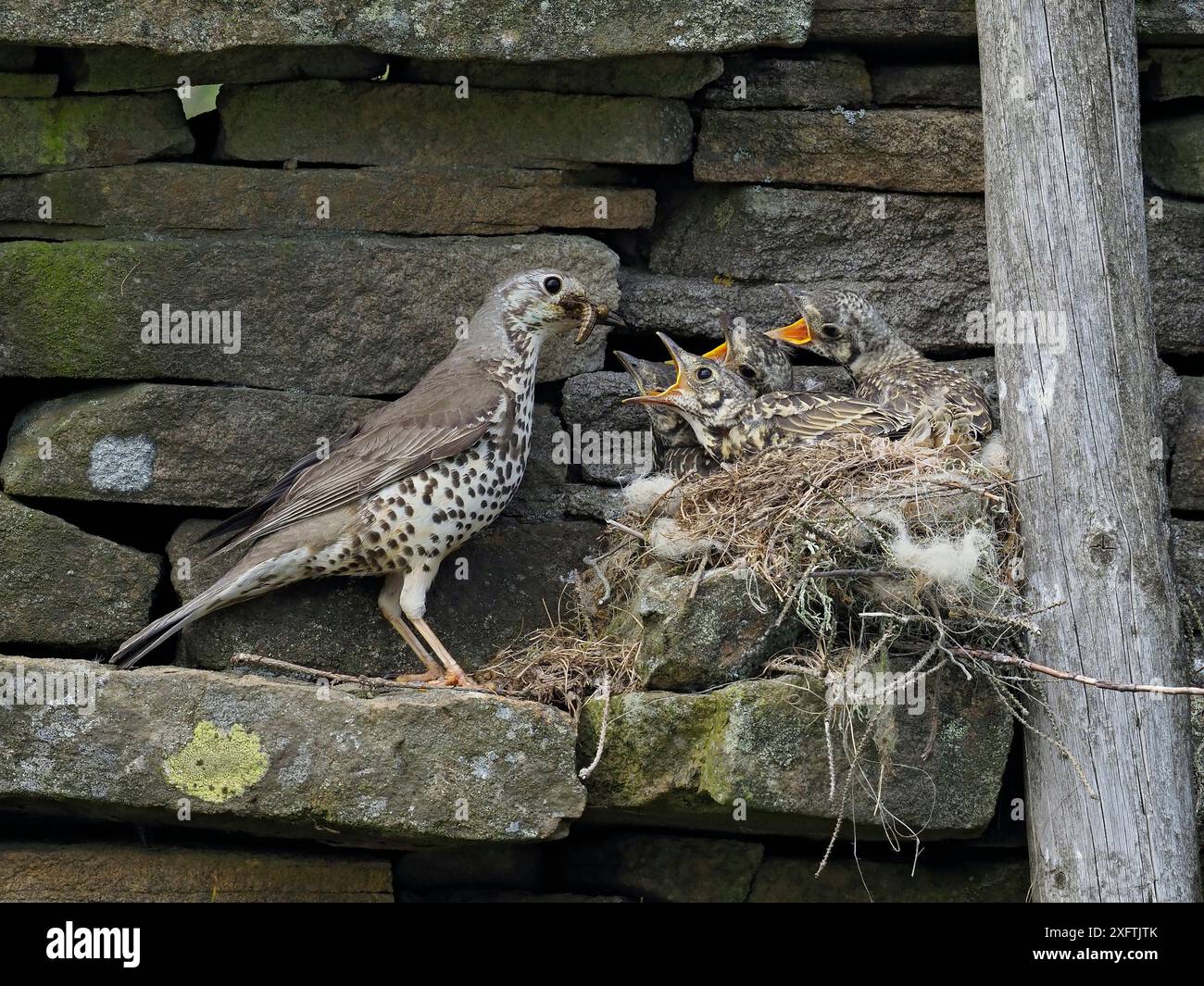 Misteldrossel (Turdus viscivorus), die Jungtiere am Nest füttert, Upper Teesdale, Co Durham, England, Vereinigtes Königreich, Juni Stockfoto