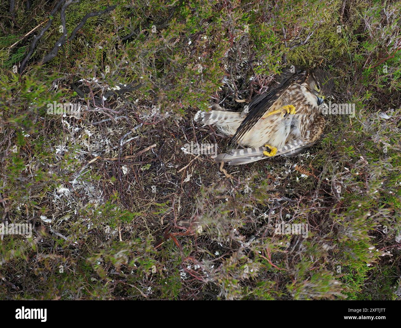 Merlin (Falco columbarius) weiblich tot im Nest, das von Stoat, Upper Teesdale, Co Durham, England, Vereinigtes Königreich, Juni Stockfoto