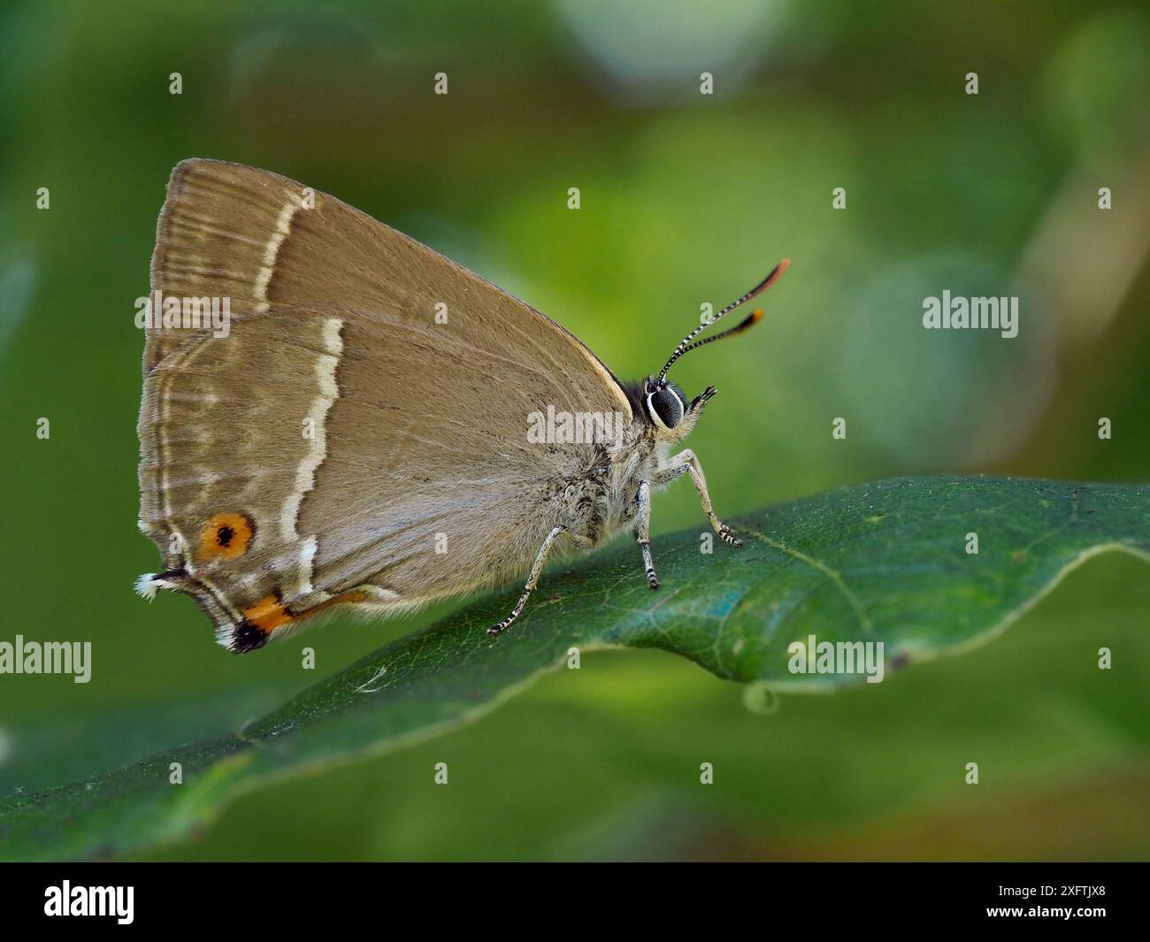 Lila Haarsträhnen-Schmetterling (Neozephyrus quercus) auf einem Eichenblatt, Hertfordhire, England, Großbritannien, Juni Stockfoto