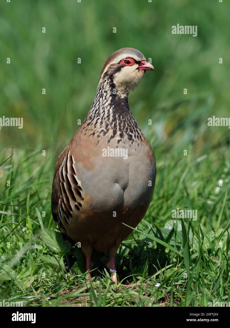 Rothühner (Alectoris rufa) Porträt auf Grasbank, Hertfordshire, England, Großbritannien, Mai Stockfoto