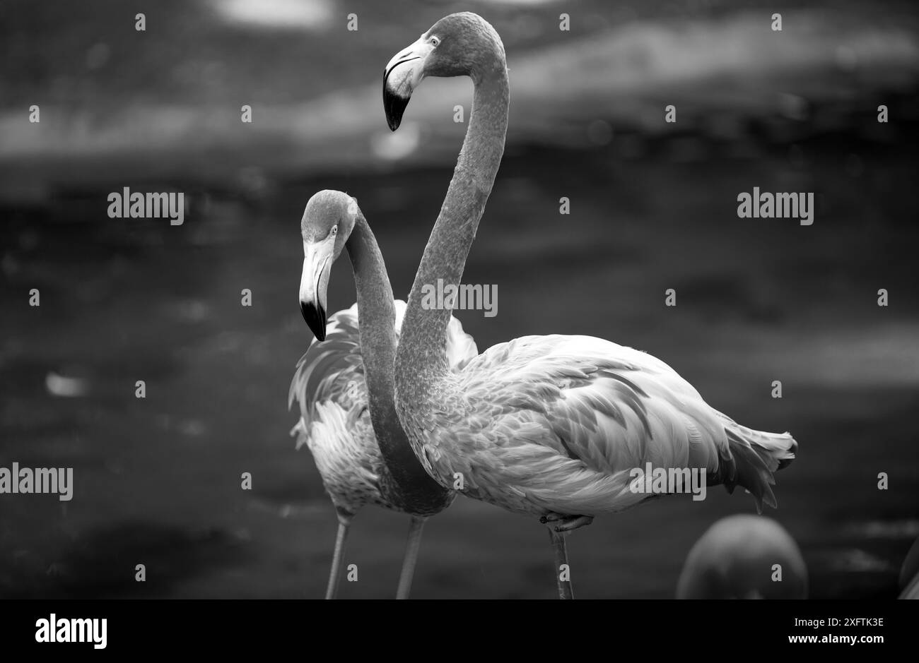 Schöner rosafarbener Flamingo. Schar von rosa Flamingos in einem Teich. Flamingos oder Flamingos sind eine Art Watvögel der Gattung Phoenicopterus. Stockfoto