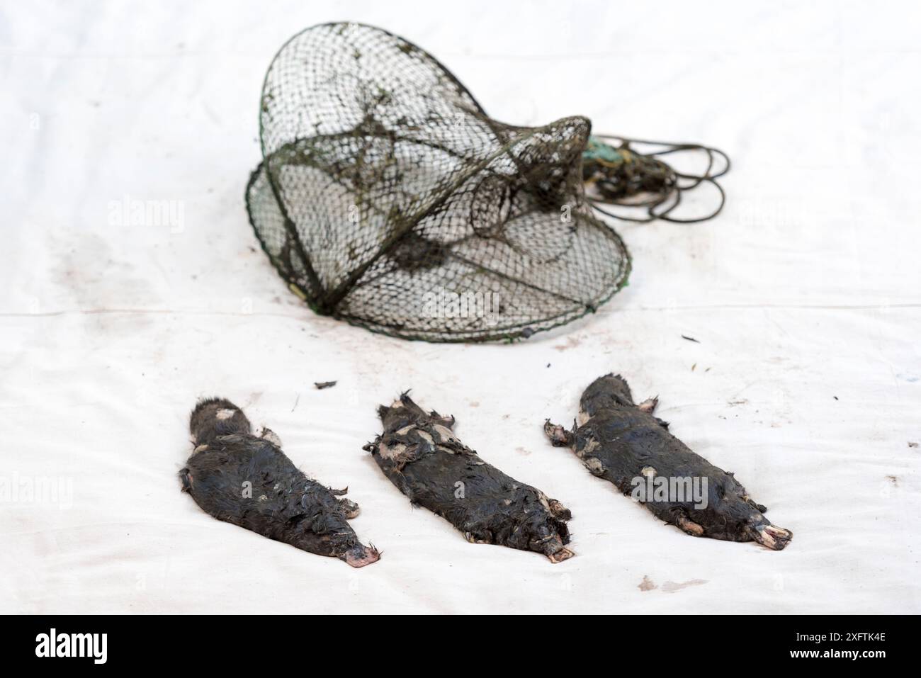 Drei tote Platypus (Ornithorhynchus anatinus) vor einem Opernhaus-Netz. Diese wurden ertrunken in illegal benutzten Netzen des Opera House gefunden, die zum Fangen von Yabbys (Krebse) im Labertouche Creek verwendet wurden. Brighton, Victoria, Australien. Mai 2017. Stockfoto