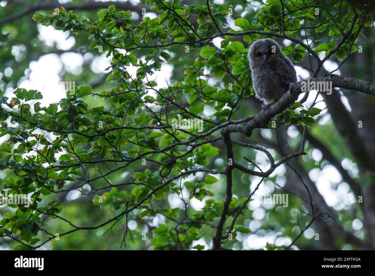 Tawny Eulen (Strix aluco) Küken warten auf Nahrung auf alten Buchen (Fagus sylvatica) Waldbaum. UNESCO-Weltkulturerbe. Abruzzen, Latium und Molise Nationalpark, Italien. Juni 2013 Stockfoto