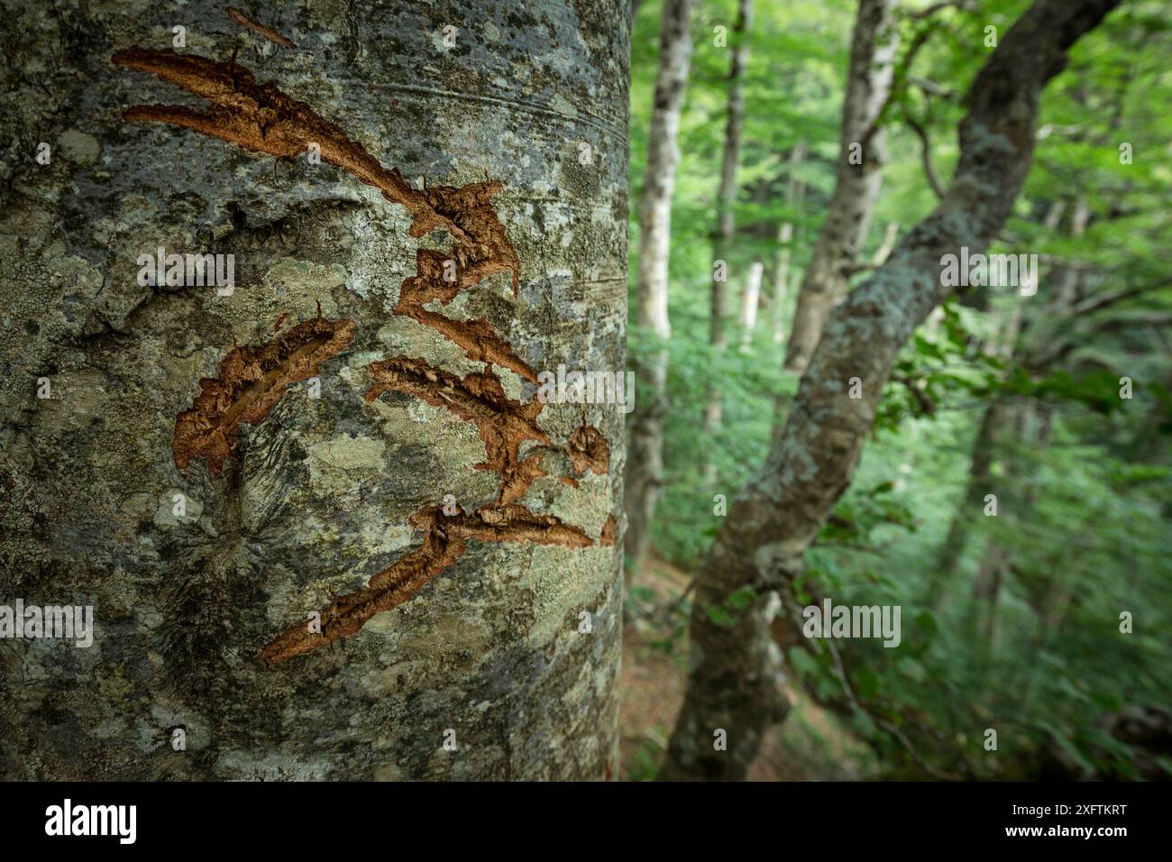 Marsican/Apennin-Braunbär (Ursus arctos marsicanus) Klauenspuren auf Buche (Fagus sylvatica) in alten Buchenwäldern. Abruzzen, Latium und Molise Nationalpark / Parco Nazionale d'Abruzzen, Latium und Molise UNESCO-Weltkulturerbe Italien. August. Stockfoto