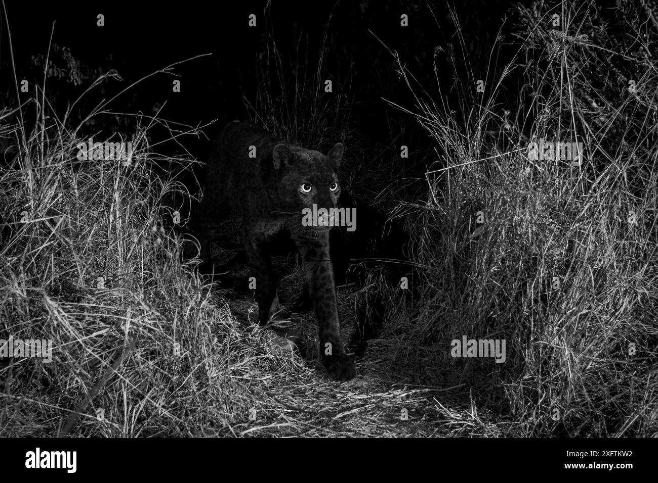 Junger männlicher melanistischer Leopard (Panthera pardus), Laikipia Wilderness Camp, Kenia. Fotografiert mit einer Kamerafalle. Schwarz-weiß. NUR REDAKTIONELLE VERWENDUNG. Bei allen anderen Anwendungen ist ein Abstand erforderlich Stockfoto