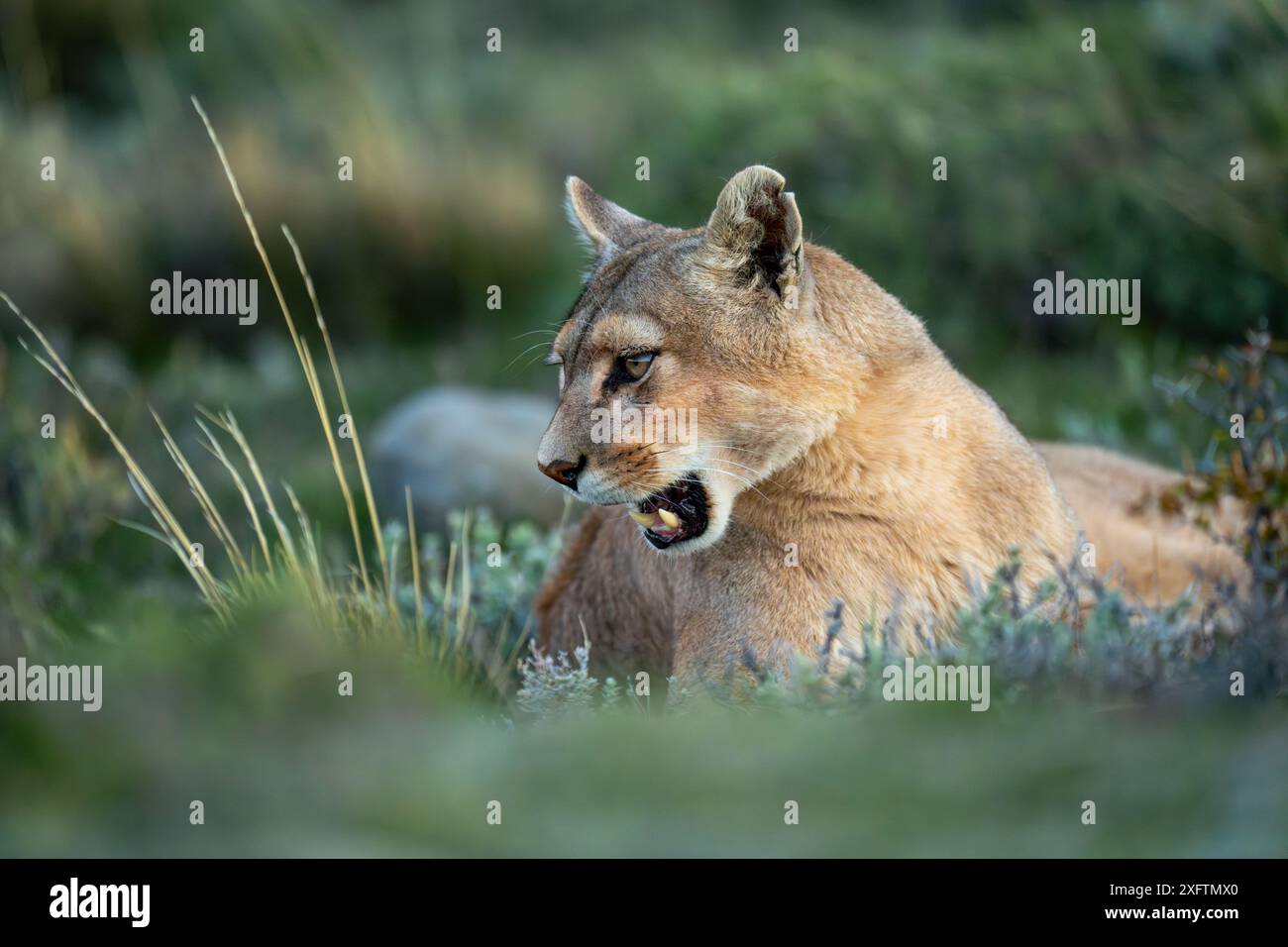 Puma mit Katzenlicht liegt gähnend in Büschen Stockfoto