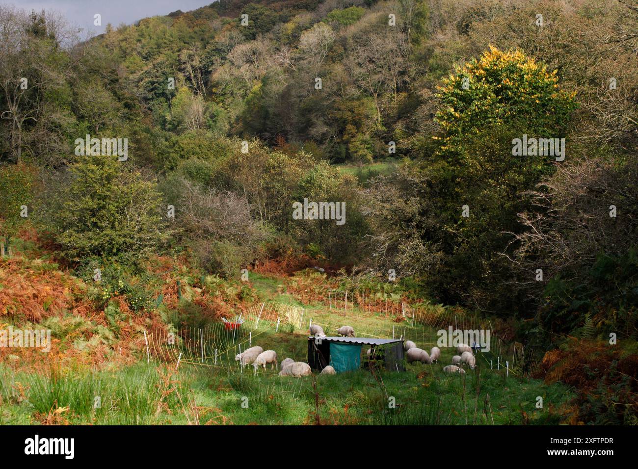 Mob weidet von Schafen im Wald, dies ist eine intensive Form der Weidung, bei der die Tiere auf einem kleinen Gebiet gehalten und dann weiter bewegt werden. Roeburndale Woodlands, Stockfoto