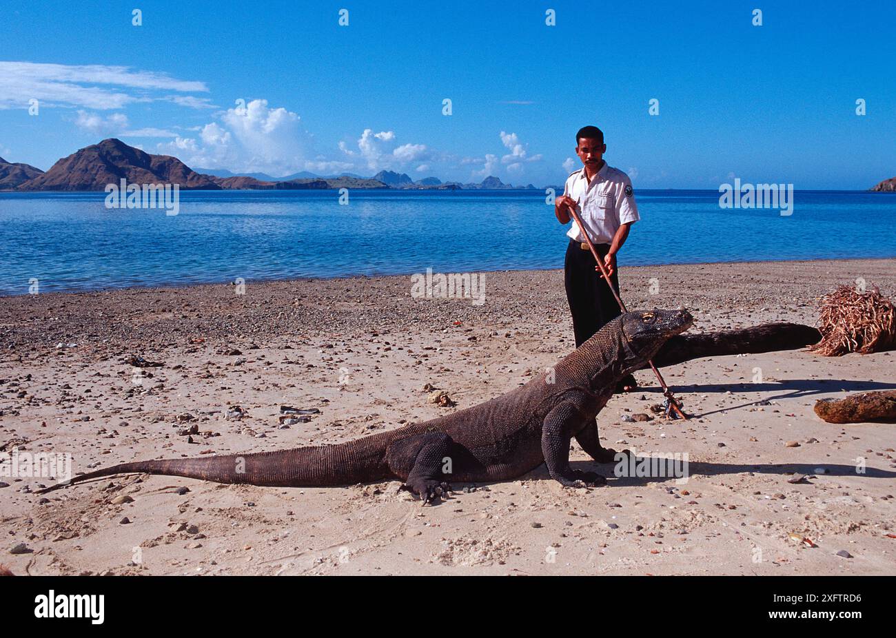 Komodo Drache und Nationalpark Ranger, Varanus komodoensis, Indonesien, Indischer Ozean, Komodo Nationalpark Stockfoto