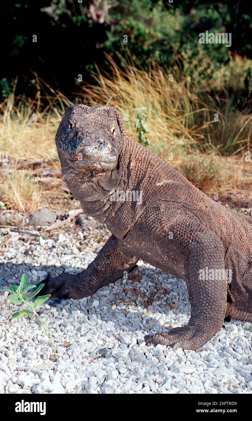 Komodo-Drache in natürlicher Umgebung, Varanus komodoensis, Indonesien, Indischer Ozean, Komodo-Nationalpark Stockfoto