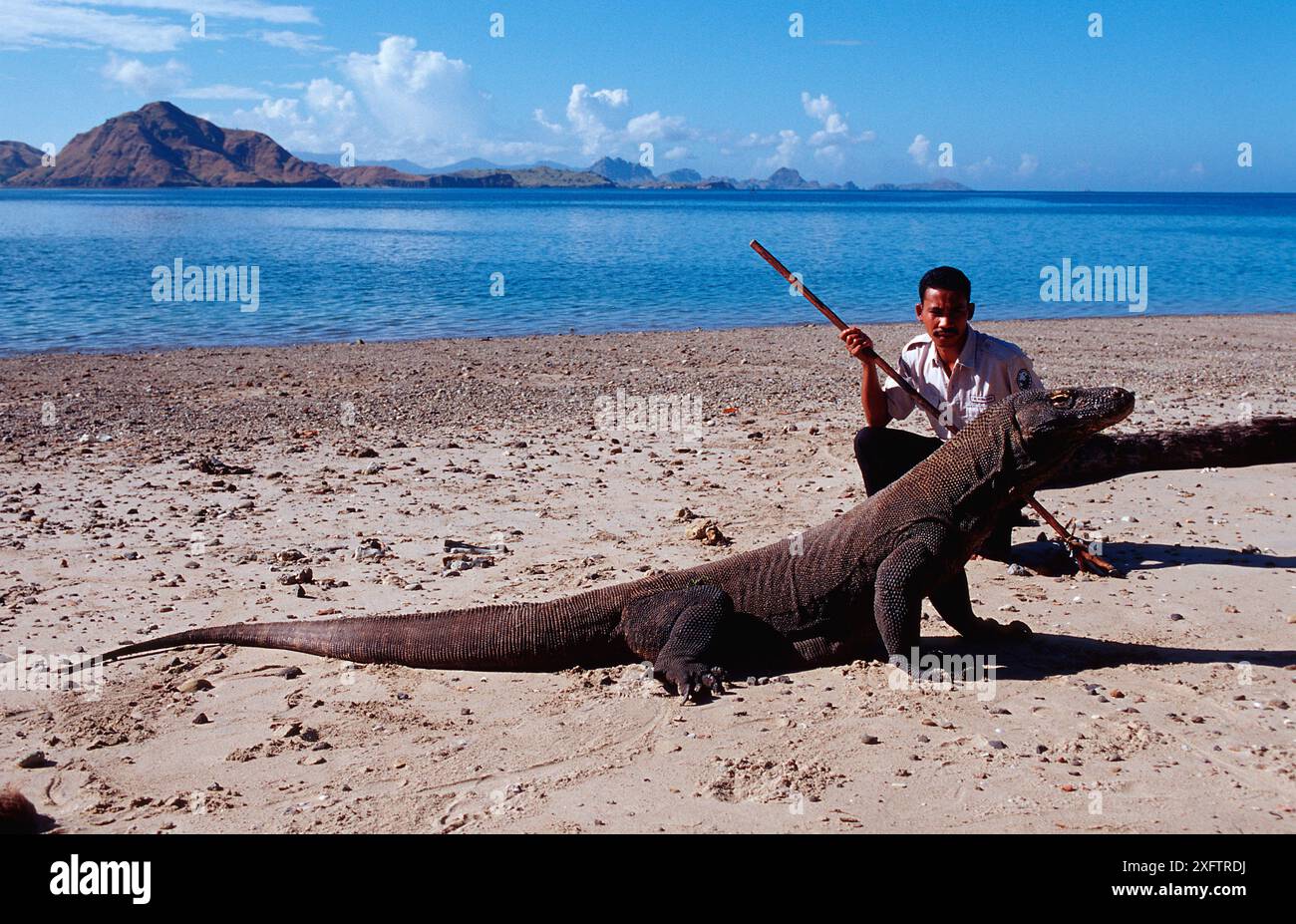 Komodo Drache und Nationalpark Ranger, Varanus komodoensis, Indonesien, Indischer Ozean, Komodo Nationalpark Stockfoto
