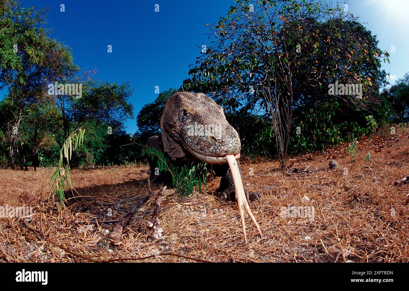 Komodo-Drache in natürlicher Umgebung, Varanus komodoensis, Indonesien, Indischer Ozean, Komodo-Nationalpark Stockfoto