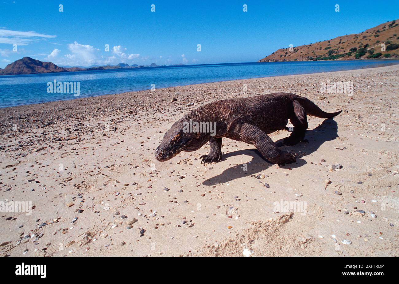 Komodo-Drache in natürlicher Umgebung, Varanus komodoensis, Indonesien, Indischer Ozean, Komodo-Nationalpark Stockfoto