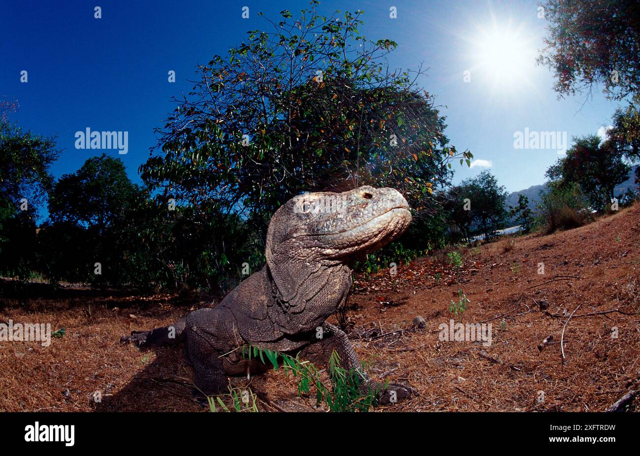 Komodo-Drache in natürlicher Umgebung, Varanus komodoensis, Indonesien, Indischer Ozean, Komodo-Nationalpark Stockfoto