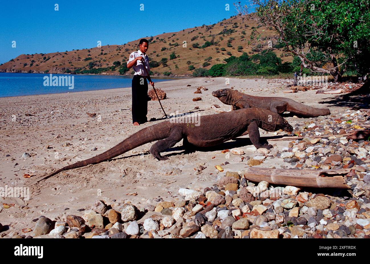Komodo Drache und Nationalpark Ranger, Varanus komodoensis, Indonesien, Indischer Ozean, Komodo Nationalpark Stockfoto