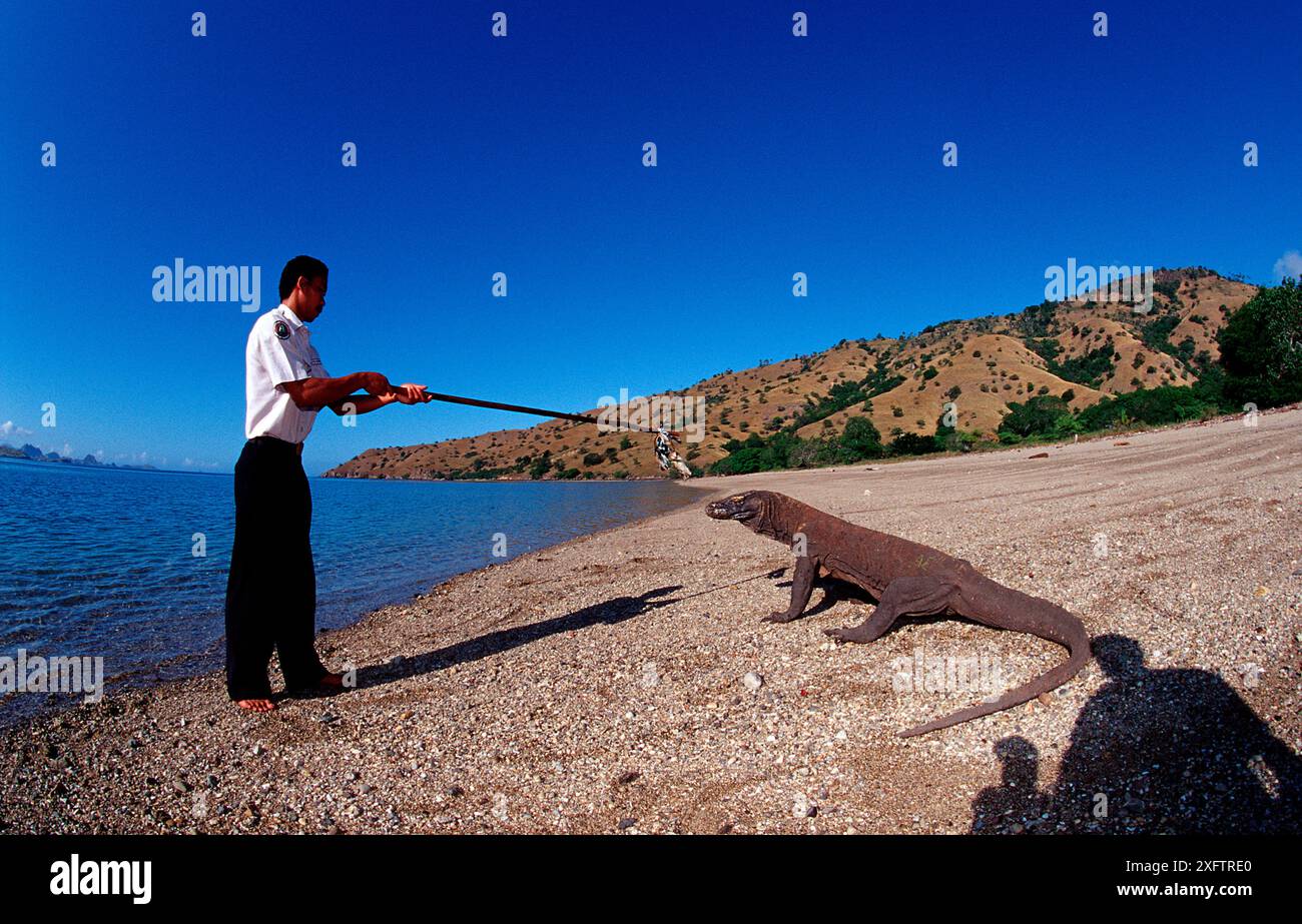 Komodo Drache und Nationalpark Ranger, Varanus komodoensis, Indonesien, Indischer Ozean, Komodo Nationalpark Stockfoto