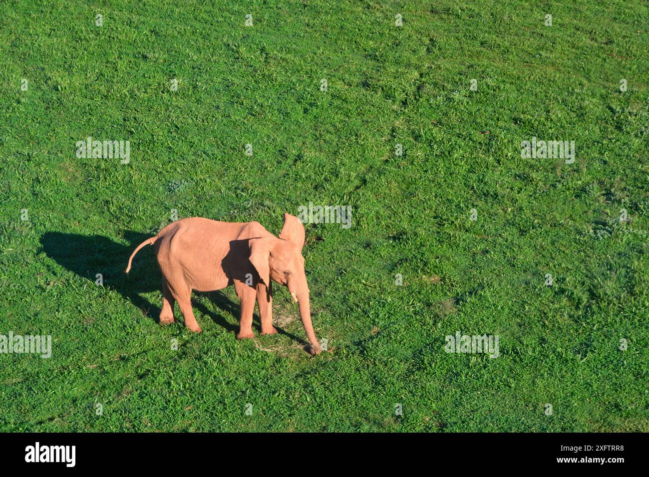 Ein Elefant (Loxodonta africana) steht auf einem grasbewachsenen Feld. Die Szene ist friedlich und ruhig. Stockfoto