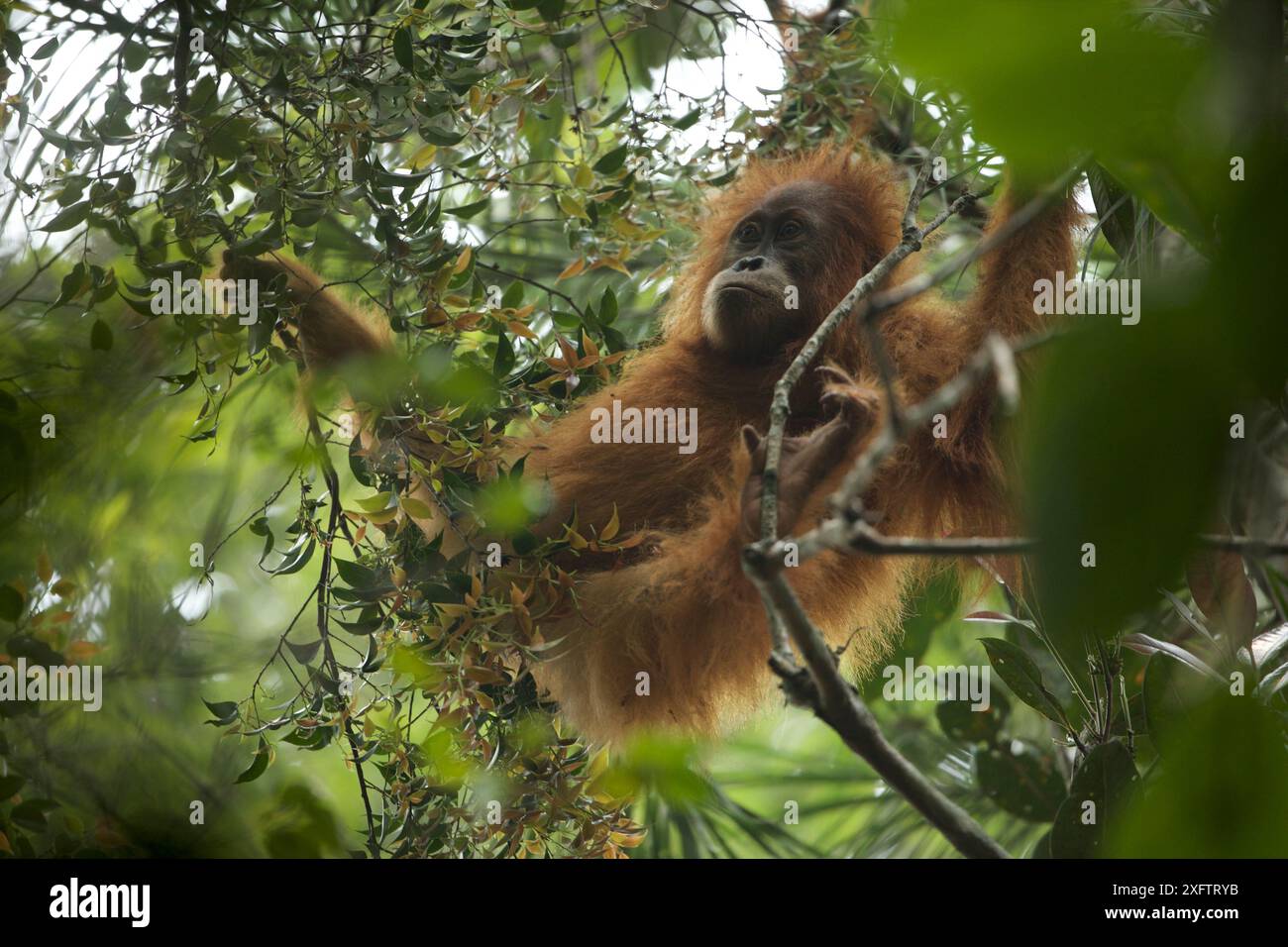 Tapanuli Orang-utan (Pongo tapanuliensis) Beti, juvenile Weibchen, Tochter von Beta, in den Bäumen, Batang Toru Wald, Sumatra-orang-Projekt, Nord Sumatra Provinz, Indonesien Stockfoto