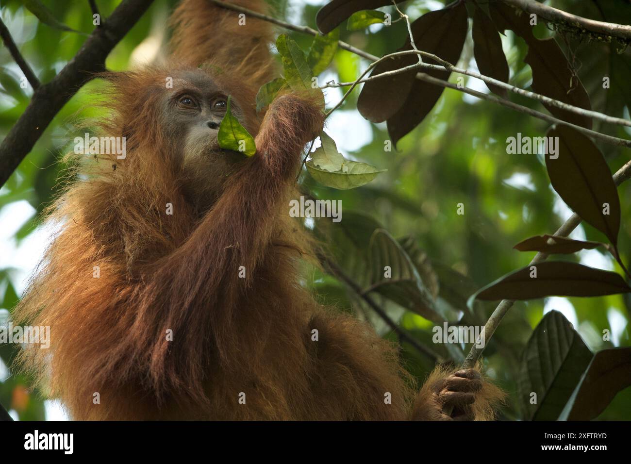 Tapanuli Orang-utan (Pongo tapanuliensis) Beti, juvenile Weibchen, Tochter von Beta, in den Bäumen, Batang Toru Wald, Sumatra-orang-Projekt, Nord Sumatra Provinz, Indonesien Stockfoto