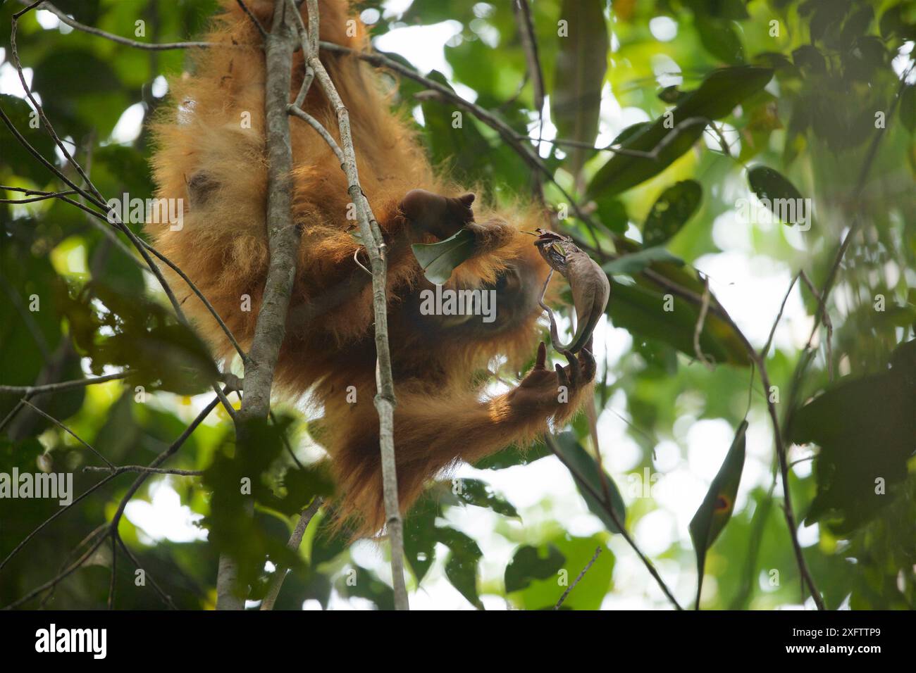 Tapanuli Orangutan (Pongo tapanuliensis) Beti, Jungfrau, Tochter von Beta, trinkt aus der Pitcher Pflanze, Batang Toru Wald, Sumatran Orangutan Conservation Project, Provinz Nord Sumatran, Indonesien Stockfoto