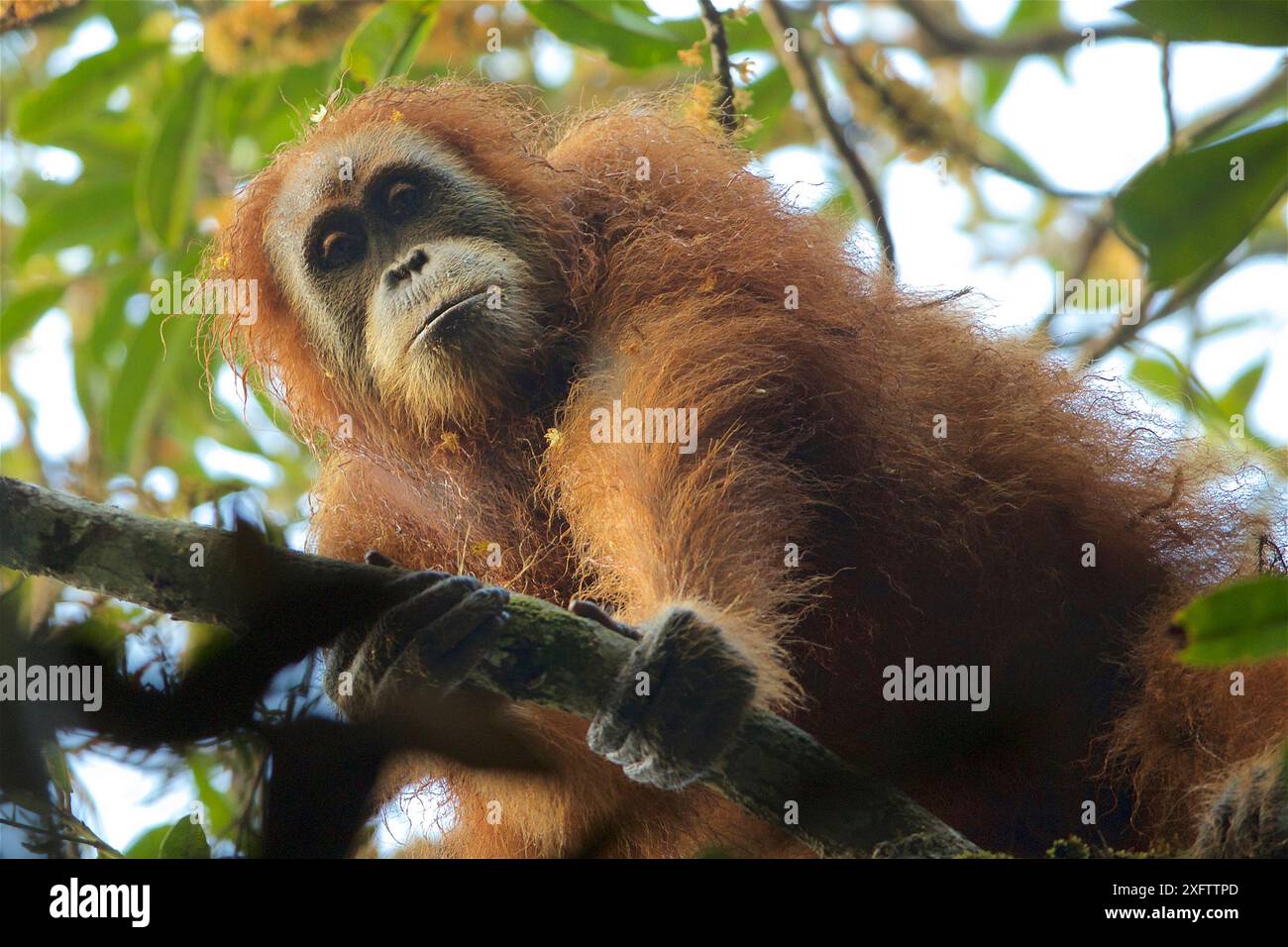 Tapanuli Orang-Utan (Pongo tapanuliensis) Beta, erwachsenes Weibchen, Mutter von Beti, Batang Toru Forest Sumatran Orang-Utan Conservation Project, Provinz Nord-Sumatran, Indonesien. Stockfoto