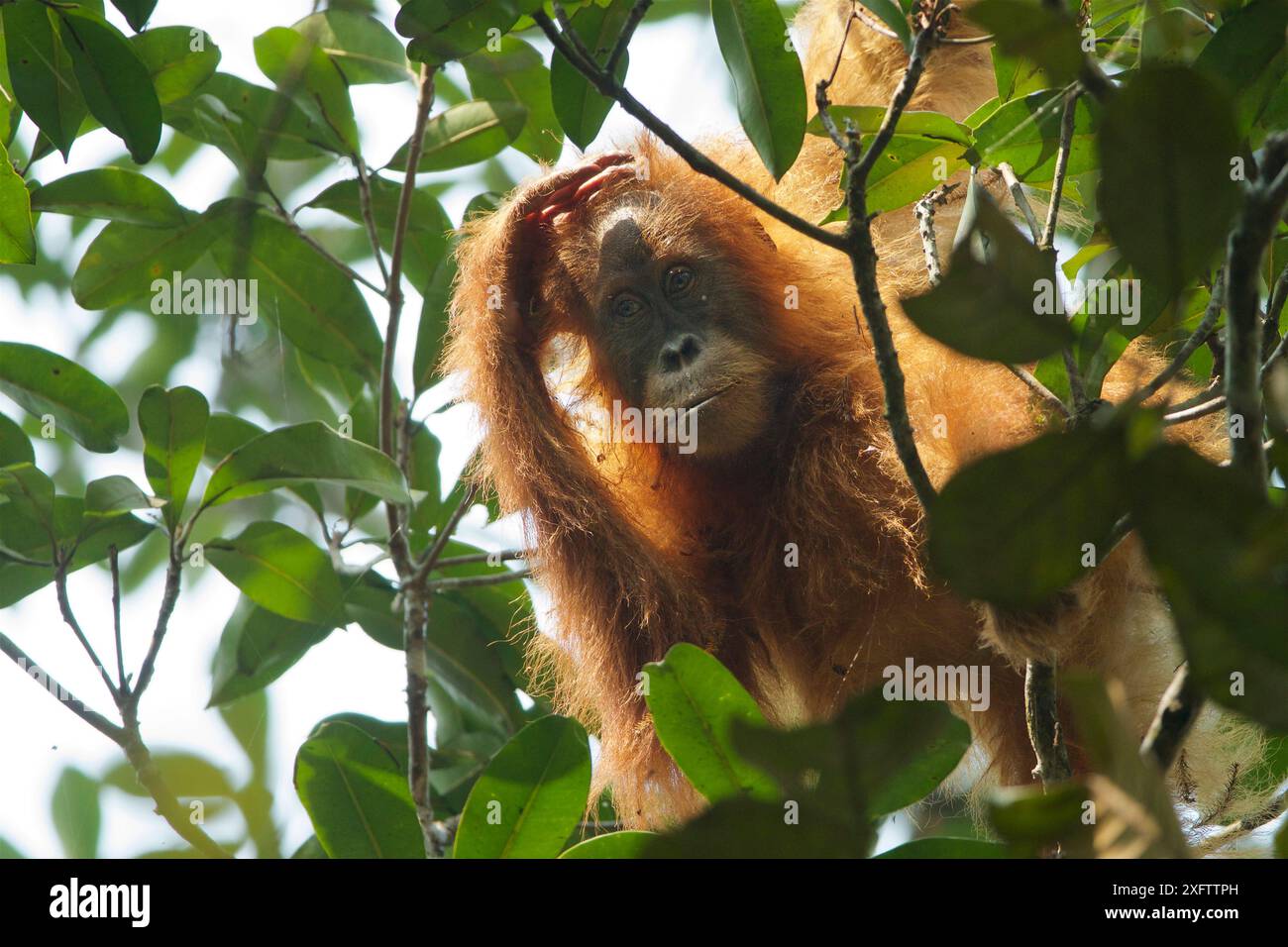 Tapanuli Orangutan (Pongo tapanuliensis) Beti, weibliche Jugendliche ca. 6 Jahre, Tochter von Beta. Batang Toru Forest, Sumatran Orangutan Conservation Project, Provinz Nord Sumatran, Indonesien Stockfoto