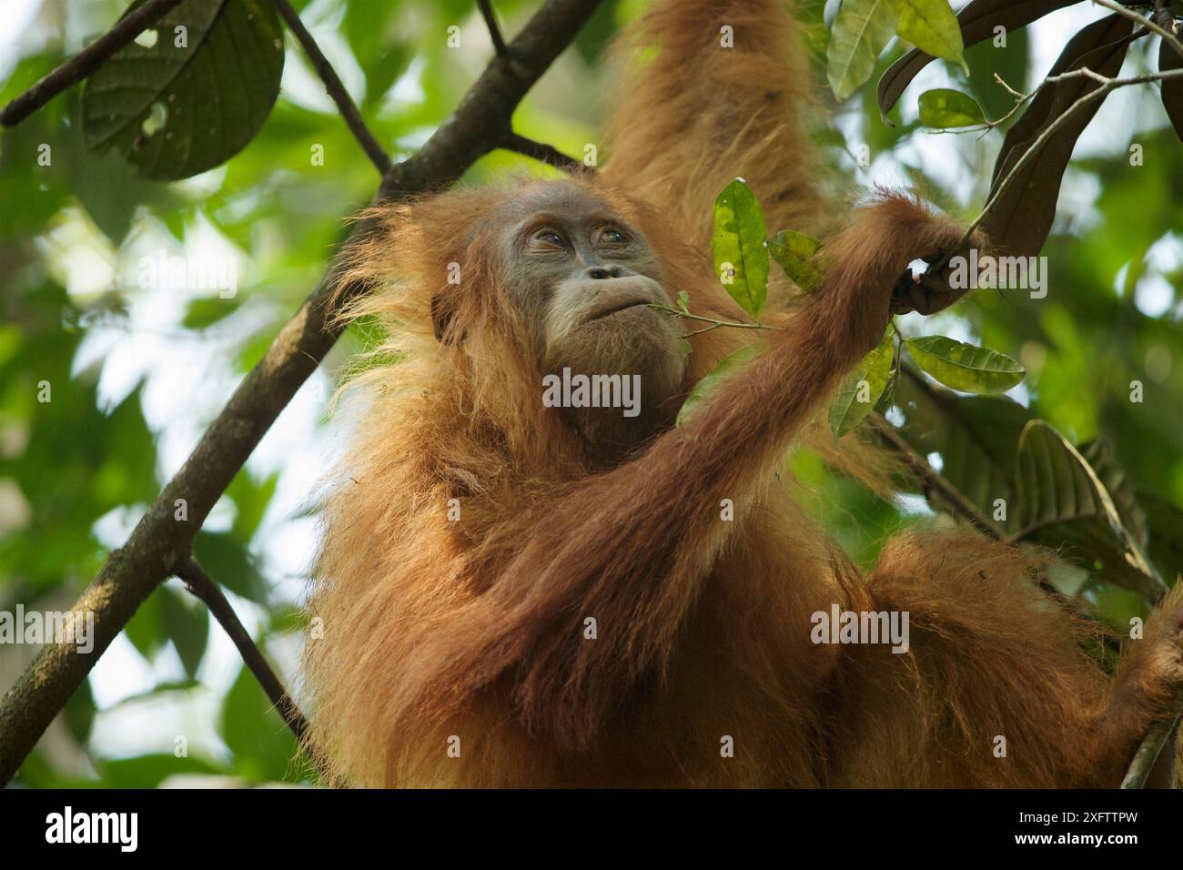Tapanuli Orang-utan (Pongo tapanuliensis) Beti, juvenile Weibchen, Tochter von Beta, in den Bäumen, Batang Toru Wald, Sumatra-orang-Projekt, Nord Sumatra Provinz, Indonesien Stockfoto