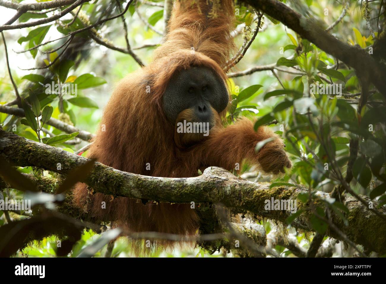 Tapanuli Orang-utan (Pongo tapanuliensis) Togus, Erwachsene mit Flansch, männlich, Batang Toru Wald. Sumatra Orang-Utan Conservation Project, Nord Sumatra, Indonesien. Stockfoto