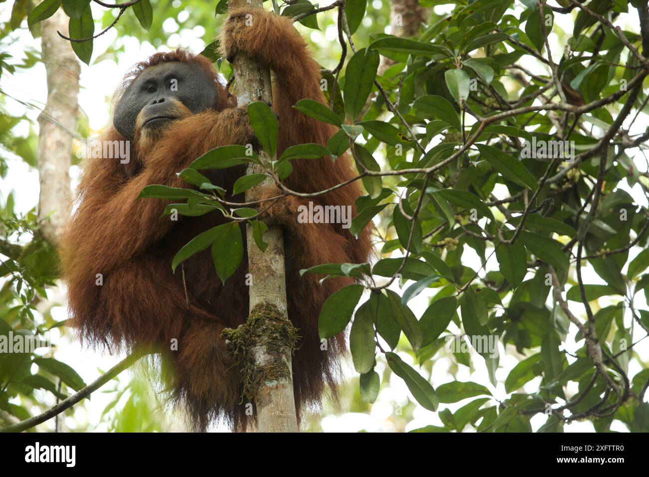 Tapanuli Orangutan (Pongo tapanuliensis). Togus, ausgewachsener Mann Batang Toru Wald Sumatran Orang Utan Conservation Project Provinz Nord Sumatran Indonesien Stockfoto