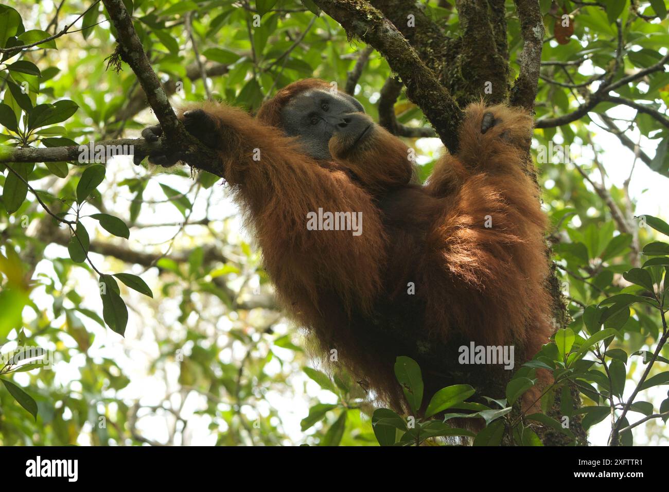 Tapanuli Orang-Utan (Pongo tapanuliensis) Togus, erwachsener Mann, der versucht, im Baum zu schlafen, Batang Toru Forest. Sumatra Orang Utan Conservation Project, Provinz Nord Sumatran, Indonesien. Stockfoto