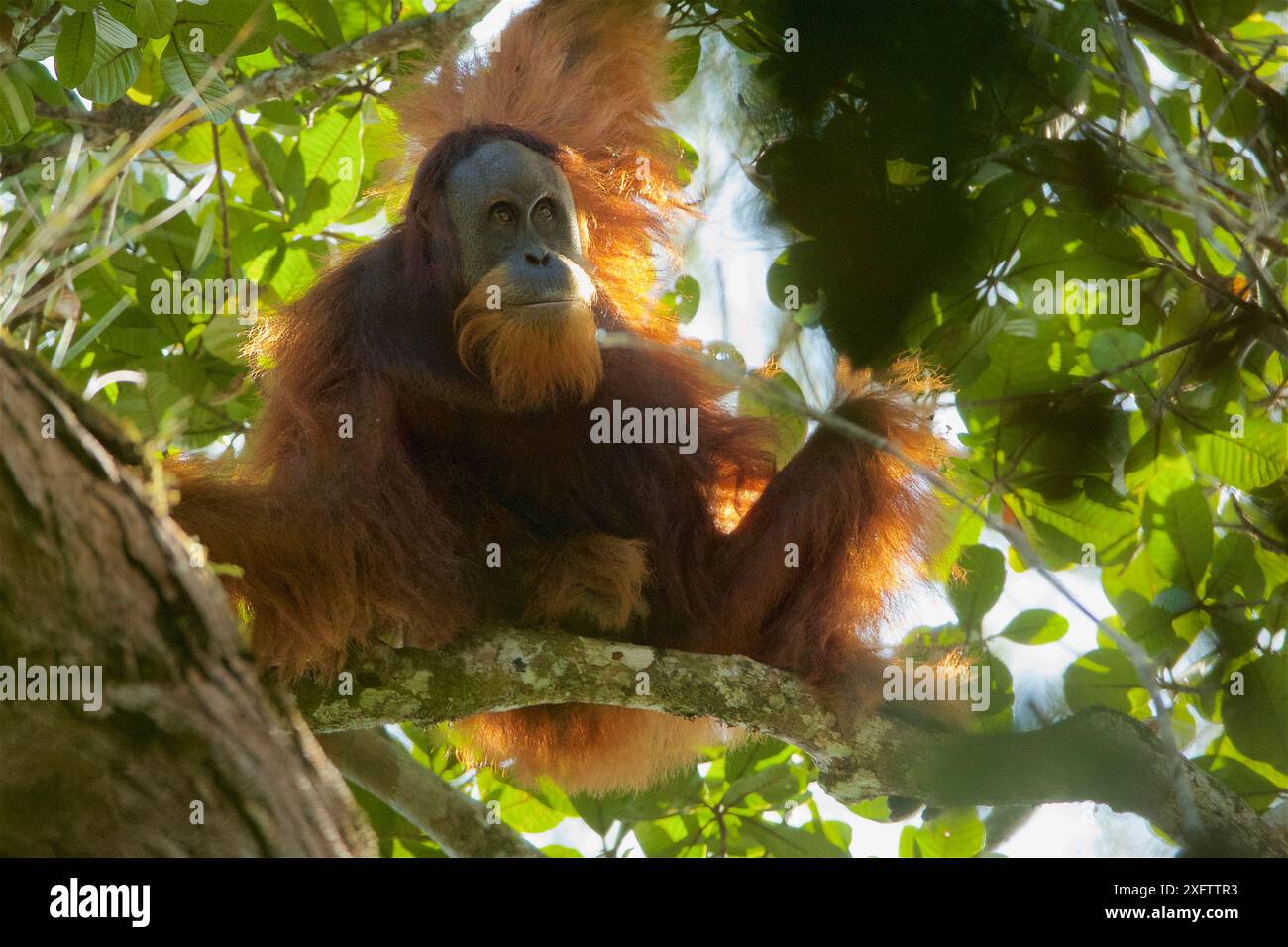 Tapanuli Orangutan (Pongo tapanuliensis) nicht identifizierter ausgewachsener Mann, Batang Toru Forest, Sumatran Orangutan Conservation Project North Sumatran Province, Indonesien. Stockfoto