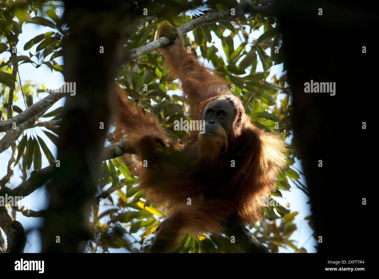 Tapanuli Orangutan (Pongo tapanuliensis) nicht identifizierter ausgewachsener Mann, Batang Toru Forest, Sumatran Orangutan Conservation Project North Sumatran Province, Indonesien. Stockfoto