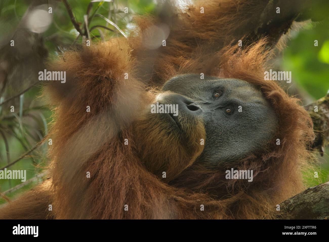 Tapanuli Orang-Utan (Pongo tapanuliensis) Togus, erwachsener Mann, der versucht, im Baum ein Nickerchen zu machen. Batang Toru Forest, Sumatran Orangutan Conservation Project, Provinz Nord Sumatran, Indonesien. Stockfoto