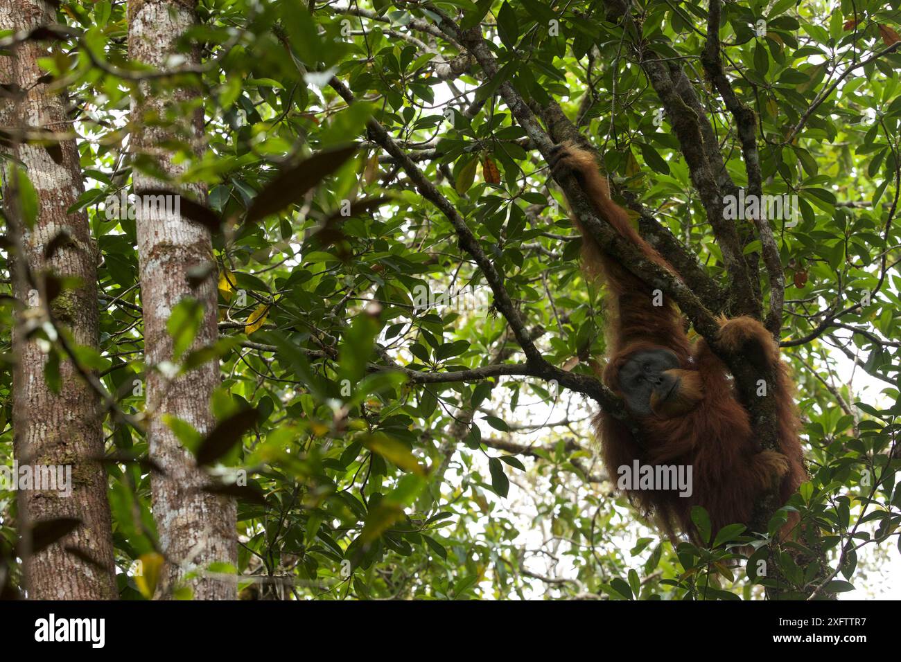Tapanuli Orang-Utan (Pongo tapanuliensis) Togus, erwachsener Mann, der versucht, im Baum ein Nickerchen zu machen. Batang Toru Wald. Sumatra Orang Utan Conservation Project, Provinz Nord Sumatran, Indonesien. Stockfoto