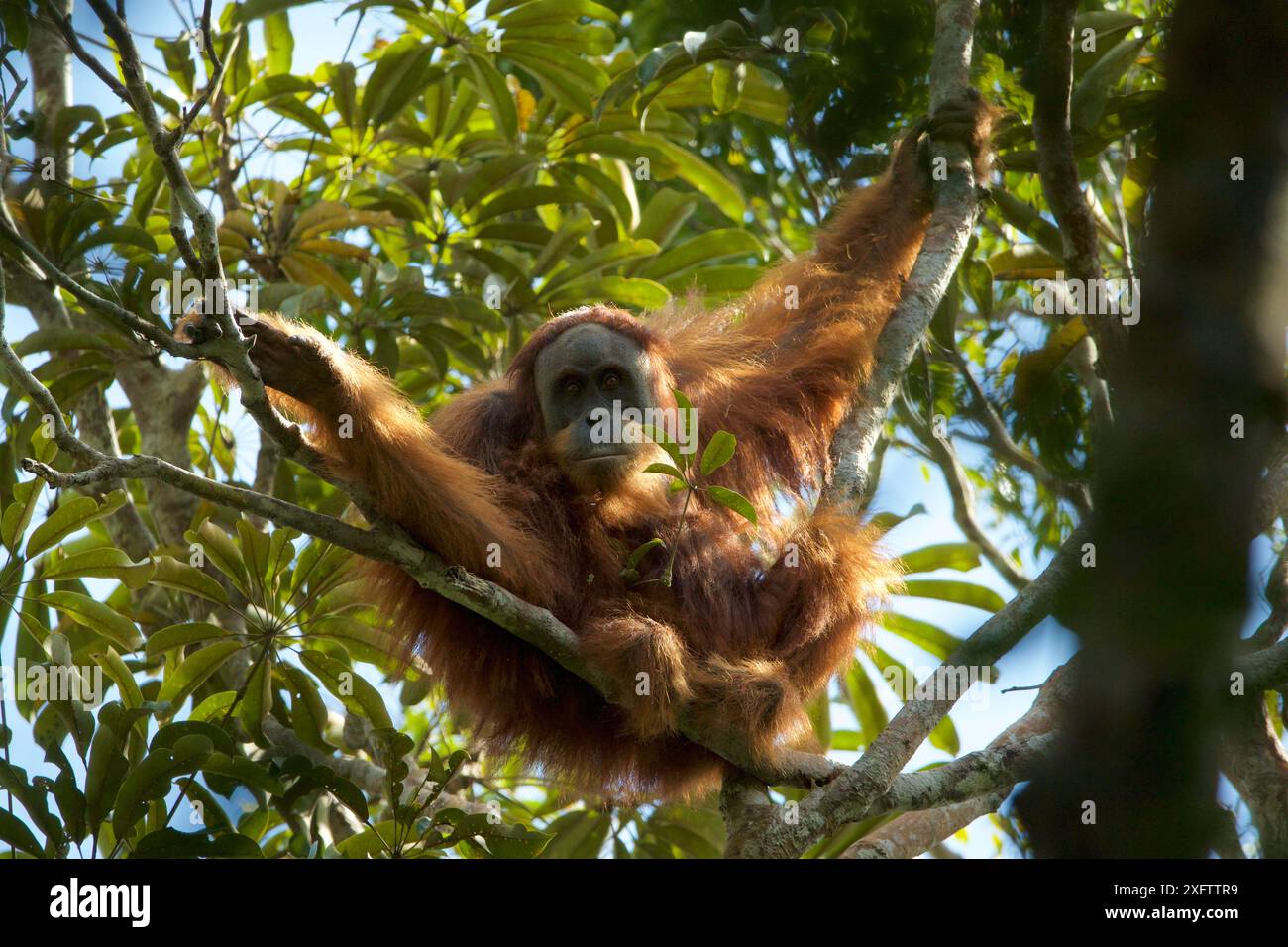 Tapanuli Orangutan (Pongo tapanuliensis) nicht identifizierter ausgewachsener Mann, Batang Toru Forest, Sumatran Orangutan Conservation Project North Sumatran Province, Indonesien. Stockfoto