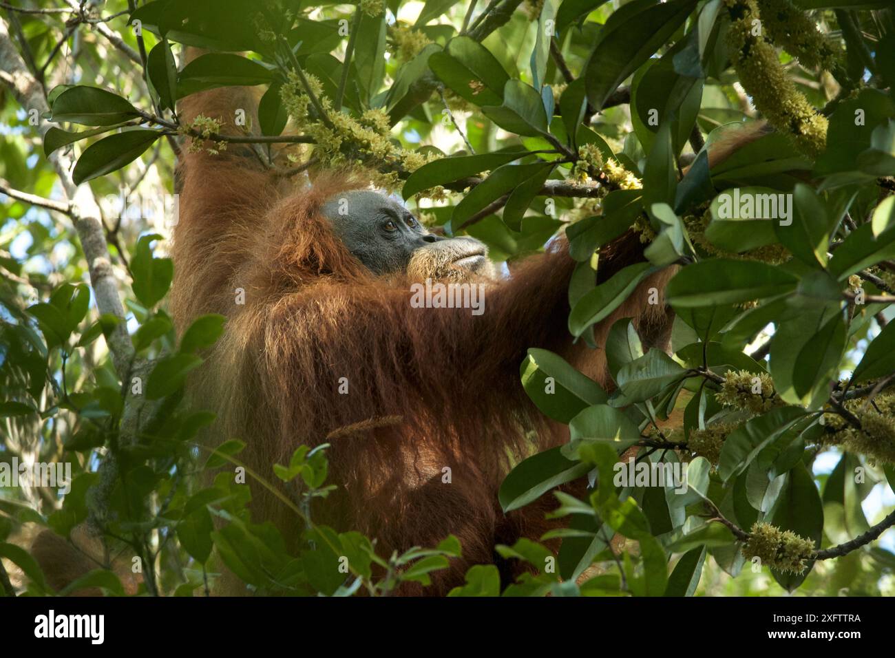 Tapanuli Orangutan (Pongo tapanuliensis) Inda, erwachsenes Weibchen, Batang Toru Forest, Sumatran Orangutan Conservation Project, Provinz Nord Sumatran, Indonesien. Stockfoto