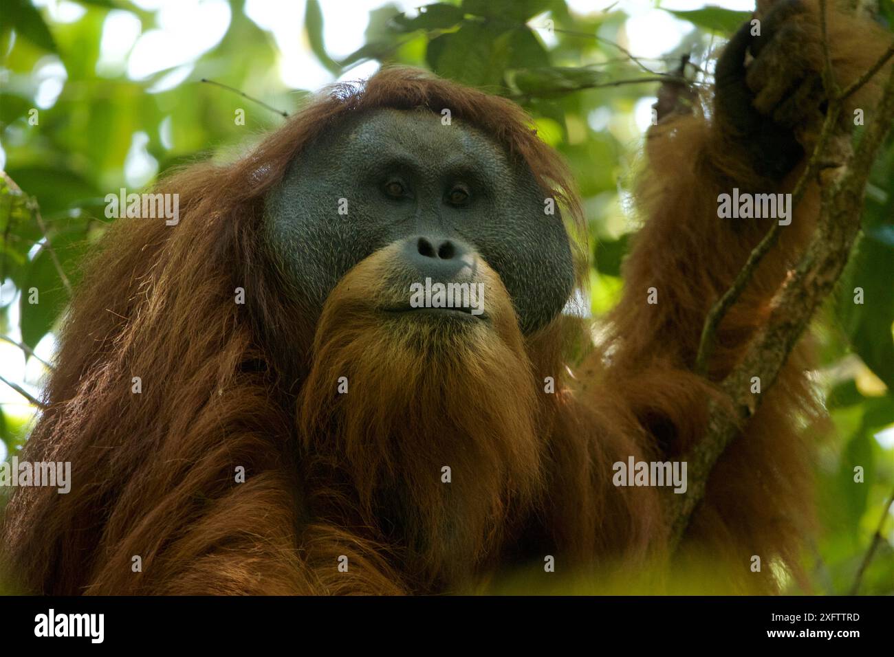 Tapanuli Orang-utan (Pongo tapanuliensis) Togus, Erwachsene mit Flansch, männlich, Batang Toru Wald. Sumatra Orang-Utan Conservation Project, Nord Sumatra, Indonesien. Stockfoto