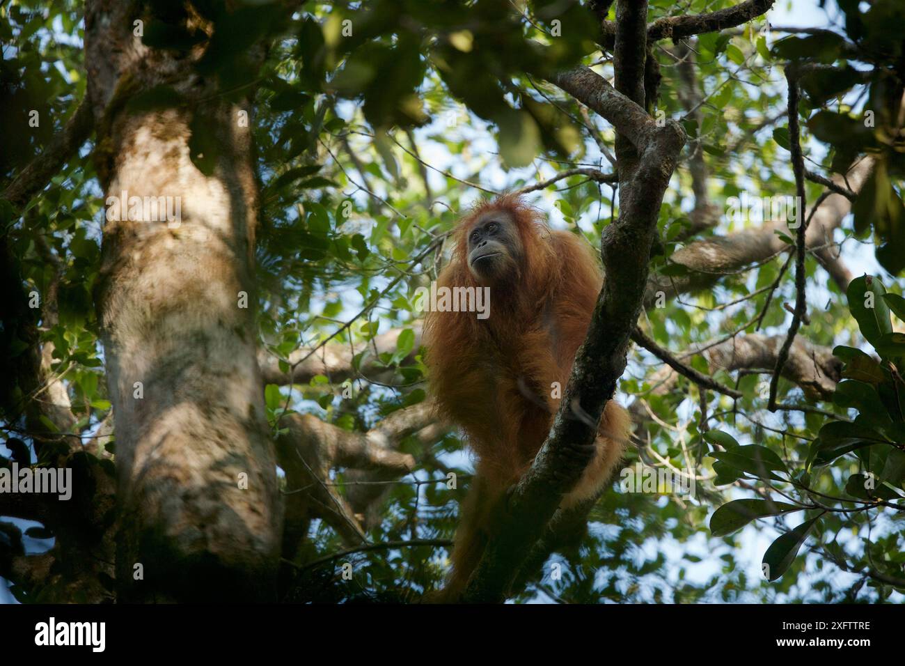 Tapanuli Orangutan (Pongo tapanuliensis) Tiur, erwachsenes Weibchen, Batang Toru Wald. Sumatra Orang Utan Conservation Project, Provinz Nord Sumatran, Indonesien. Stockfoto