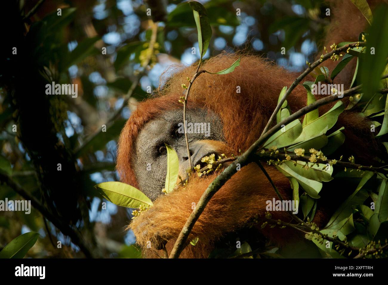 Tapanuli Orang-Utan (Pongo tapanuliensis) Togus, erwachsener männlicher Flansch, der sich von Blumen ernährt. Batang Toru Wald. Sumatra Orang Utan Conservation Project, Provinz Nord Sumatran, Indonesien. Stockfoto