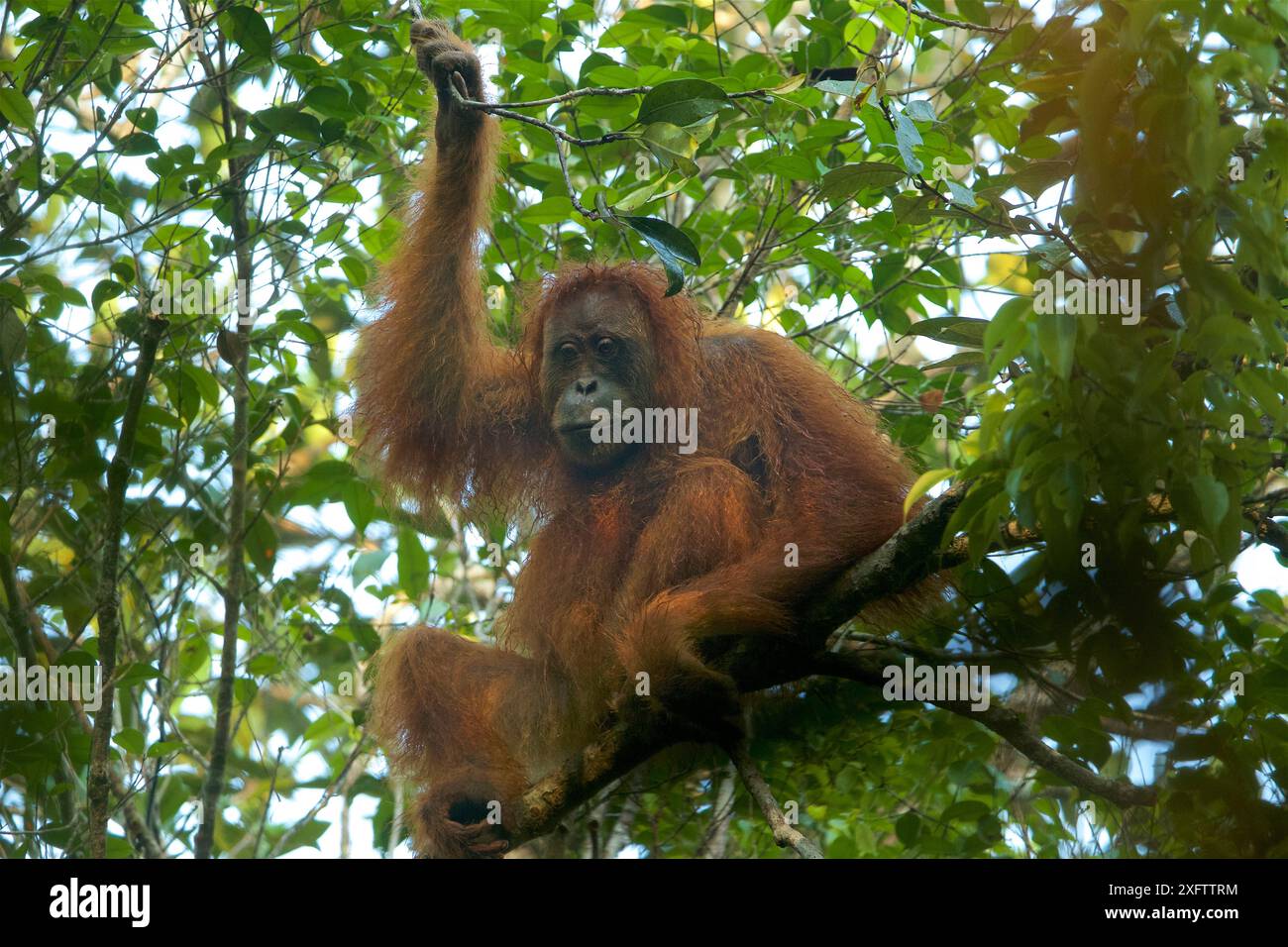 Tapanuli Orangutan (Pongo tapanuliensis) Tiur, ein erwachsenes Weibchen. Batang Toru Wald. Sumatra Orang Utan Conservation Project. Provinz Nord-Sumatran, Indonesien Stockfoto