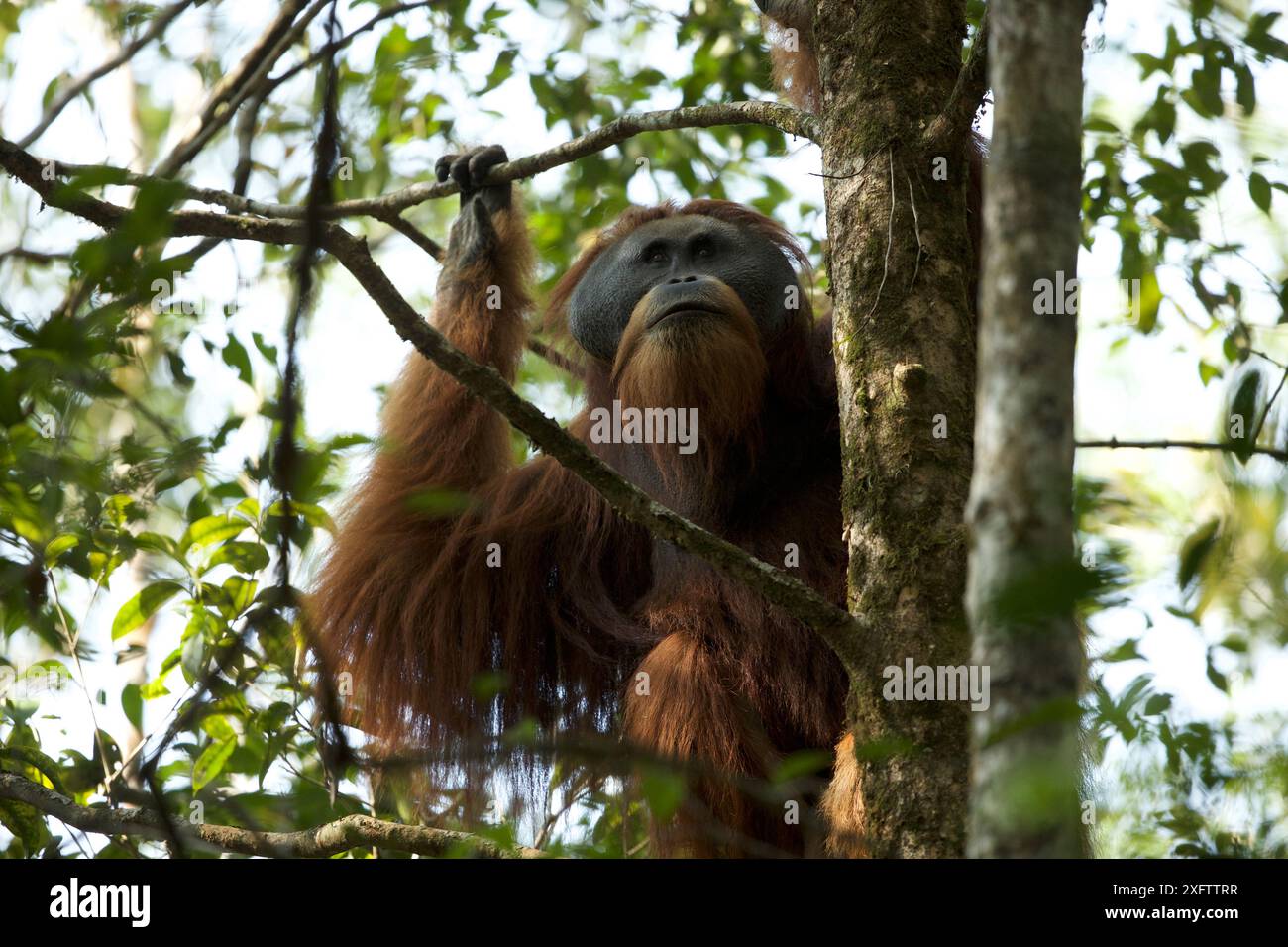 Tapanuli Orang-utan (Pongo tapanuliensis) Togus, Erwachsene mit Flansch, männlich, Batang Toru Wald. Sumatra Orang-Utan Conservation Project, Nord Sumatra, Indonesien. Stockfoto